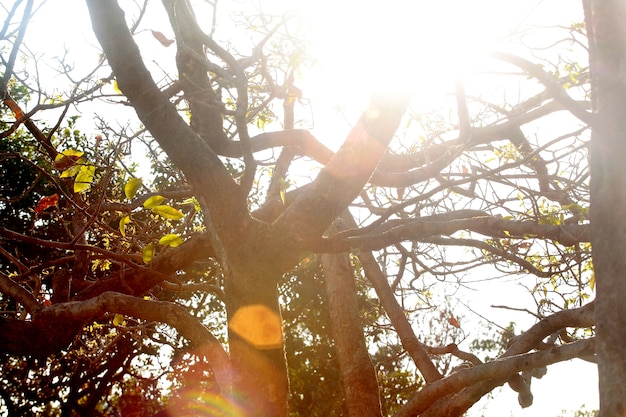 Raios solares na árvore