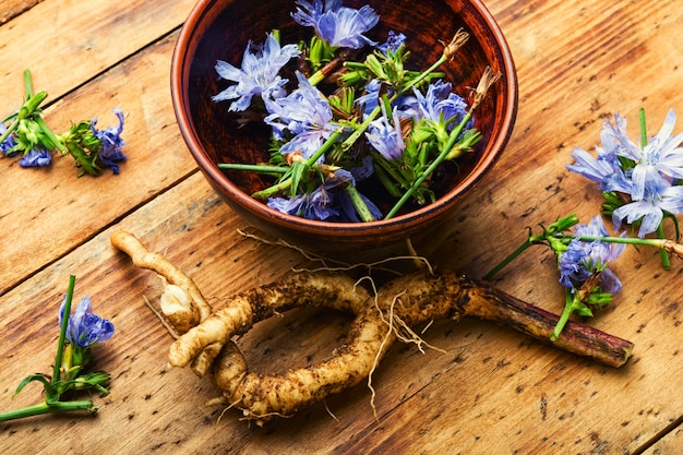 Raíz de achicoria y flores de achicoria.Planta silvestre en medicina alternativa.Cichorium intybus