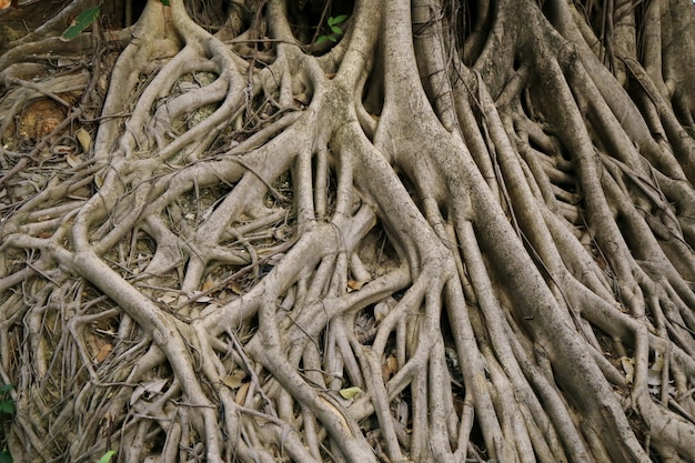 Raíz del árbol de banyan grande