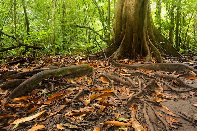 raíz del árbol en un bosque verde