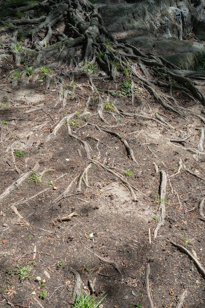 Raíz de árbol grandelas raíces de un árbol excavado por el agua junto al lecho de un río