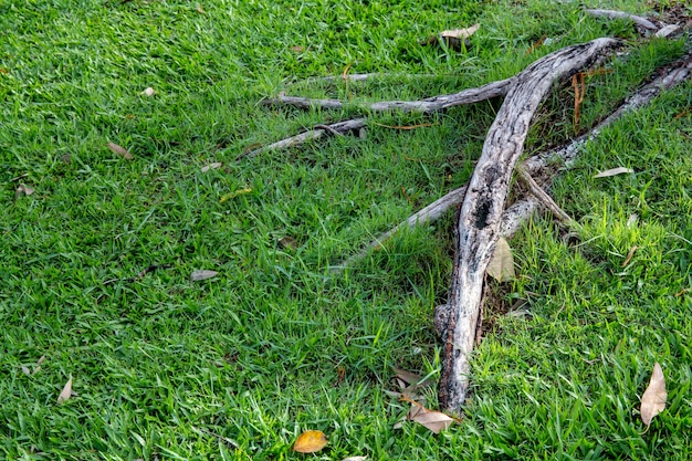 La raíz del árbol en la hierba verde.