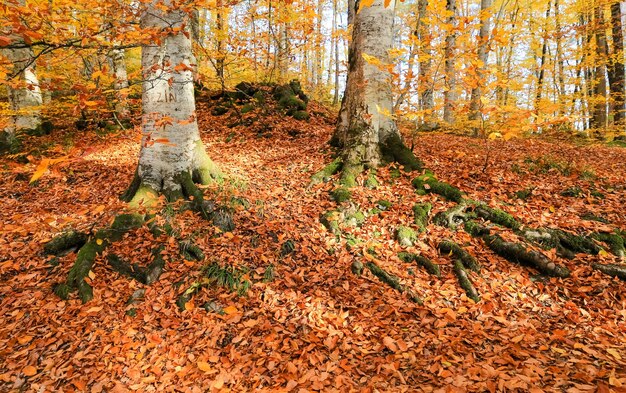 Raíz del árbol en el Parque Nacional Yedigoller Turquía