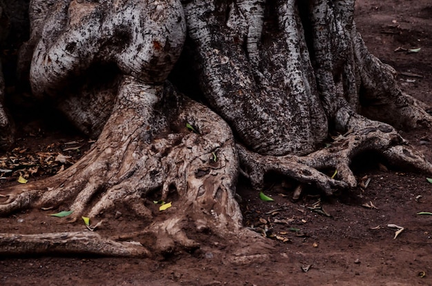 Foto raíz del árbol en la tierra