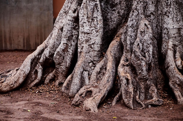 Raíz del árbol en la tierra