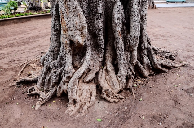 Raíz del árbol en la tierra