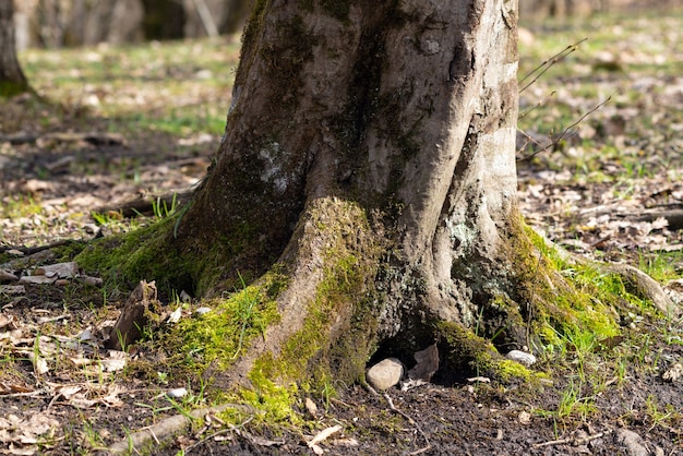 Raíz de árbol viejo y grueso