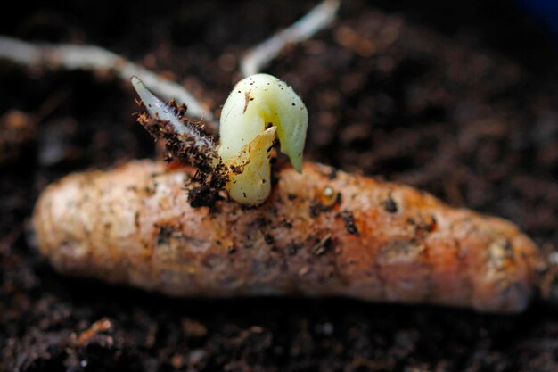 Foto raíz de cúrcuma con brote germinativo