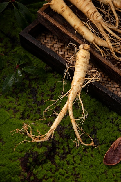 Foto raiz de ginseng fresco os incríveis benefícios para a saúde do ginseng que você precisa conhecer planta de ginseng