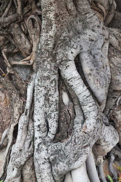 raíz de las edades del árbol