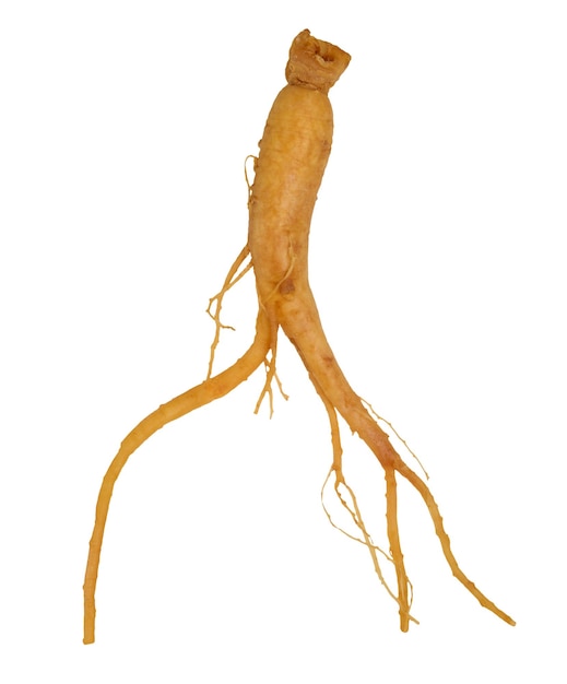 Raíz de ginseng crudo marrón en un fondo aislado