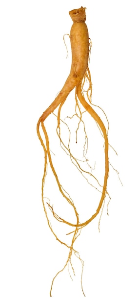 Raíz de ginseng en un fondo aislado