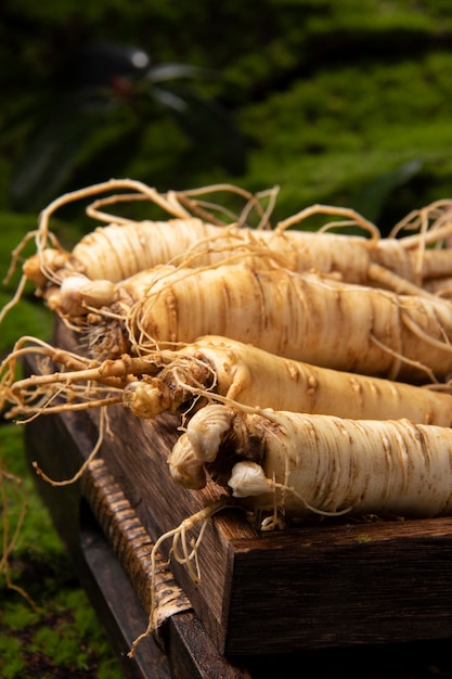 Foto raíz de ginseng fresco los increíbles beneficios para la salud del ginseng que necesita conocer la planta de ginseng