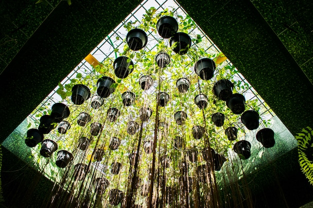 Foto raíz larga de las plantas ornamentales.