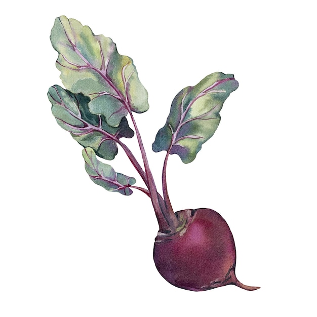 Raíz de remolacha con hojas Ilustración de acuarela aislada en fondo blanco Elemento para embalaje