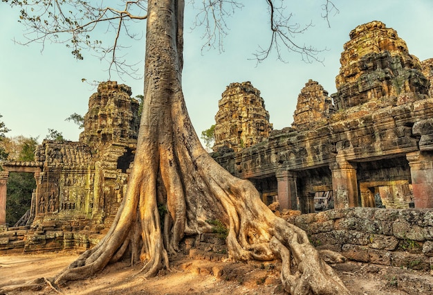 Raízes cobrindo a ruína do templo Ta Prohm