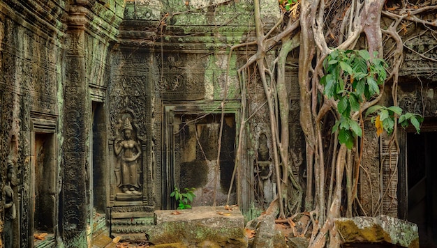 Raízes cobrindo a ruína do templo Ta Prohm