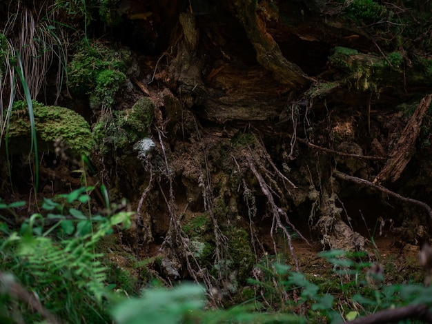 Foto raízes com musgo e cogumelos