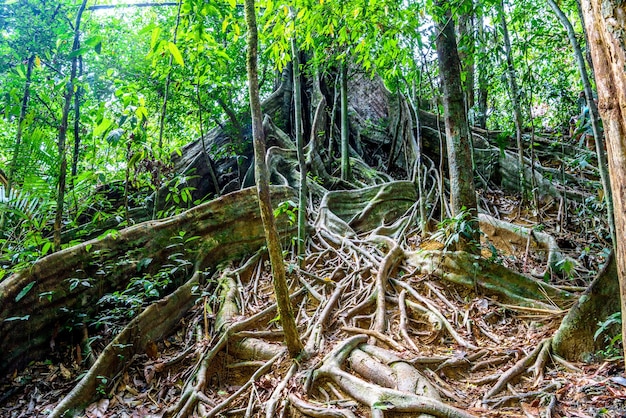 Raízes da árvore enorme Parque Nacional Khlong Phanom Kapong Ph