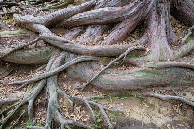 raízes de árvores e plantas de algas verdes