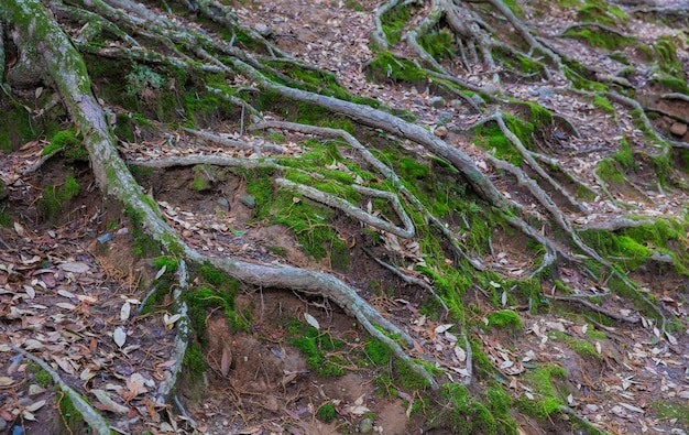 raízes de árvores e plantas de algas verdes