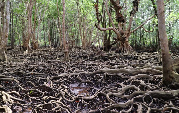 Raízes de árvores incríveis na floresta de mangue da província de trat, tailândia