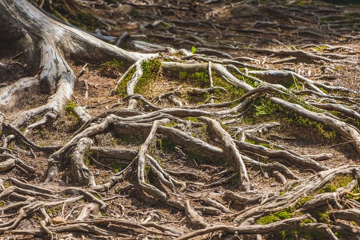 Foto raízes de árvores na superfície do solo