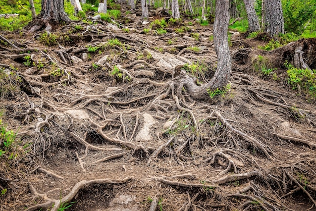 Raízes de árvores na velha floresta