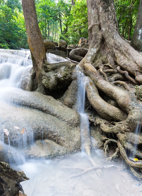 Raízes de árvores tropicais e cachoeira