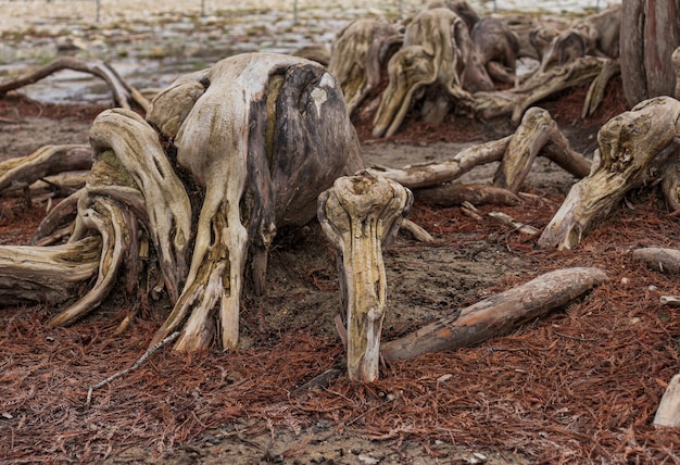 Raízes de cipreste em lago seco