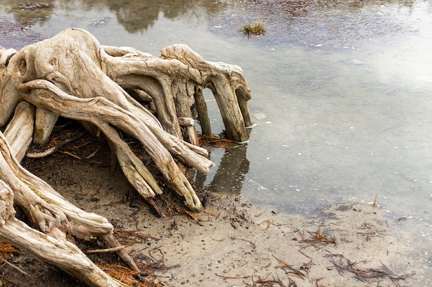 Foto raízes de cipreste em lago seco