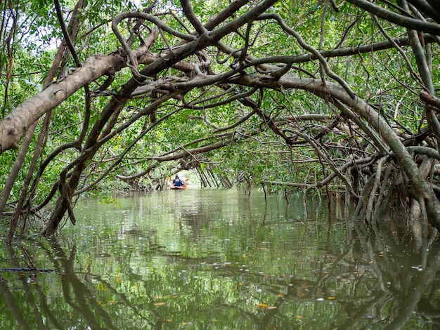 Raízes de figueiras velhas na pequena amazônia ou khlong sang naen phang nga tailândia.