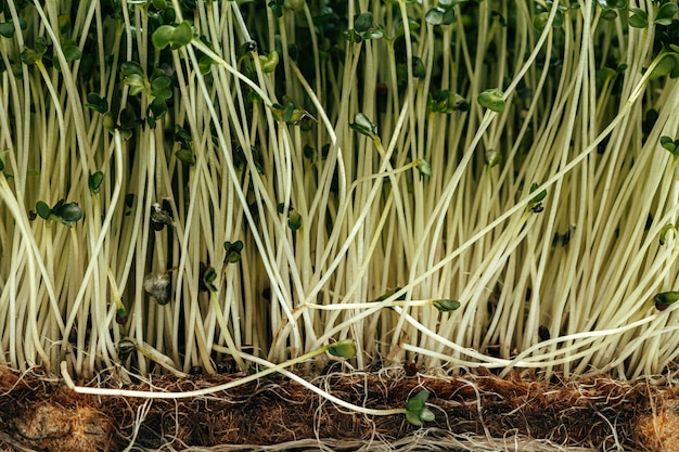 Raízes de micro planta verde close-up