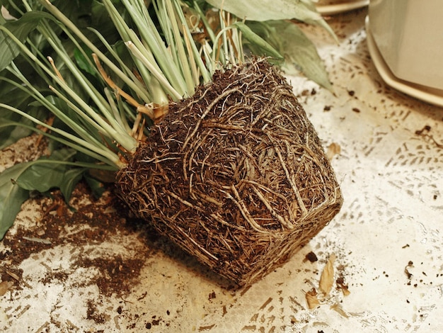 Raízes de Spathiphilium que tomaram a forma de um cuidado de plantas de slides de flores