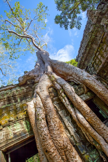 Raízes de uma árvore gigante em Angkor Wat, no Camboja