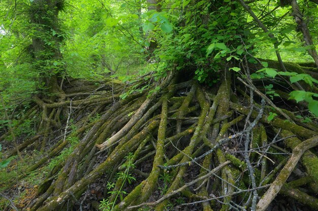 Raízes de uma árvore na floresta