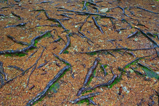 Raízes dos abetos vermelhos na floresta