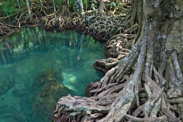 Raízes e lagoas de água na floresta.