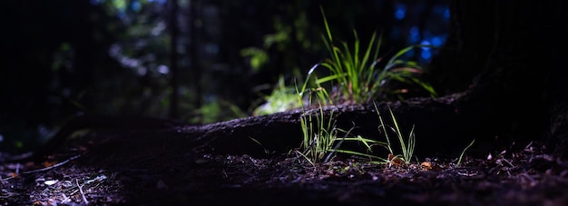 Raízes fechadas de pinheiros na floresta Baixo ponto de vista na paisagem natural com forte fundo desfocado Ambiente de ecologia