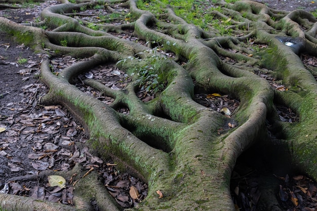 Raízes maciças de uma árvore banyan australiana