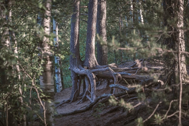 Raízes nuas de árvores na floresta