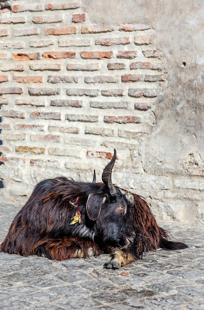 Ram preto na rua ao sol