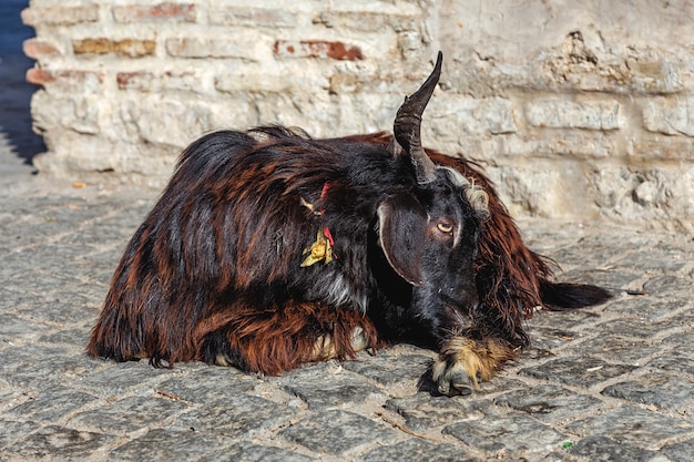 Ram preto na rua ao sol