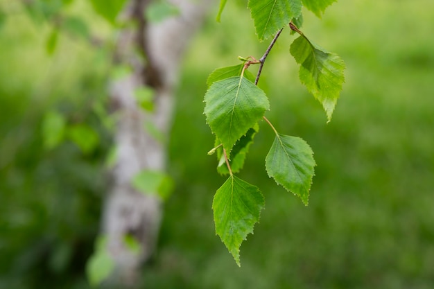 Rama de abedul Betula pendula, abedul plateado, abedul verrugoso, abedul blanco europeo con hojas verdes jóvenes, primavera