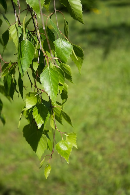 Rama de abedul en el bosque en el día de verano.