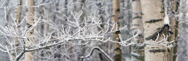 Una rama de abedul cubierta de escarcha y nieve en un bosque cubierto de nieve
