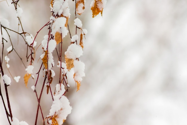 Rama de abedul cubierto de nieve con hojas secas. Copia espacio_