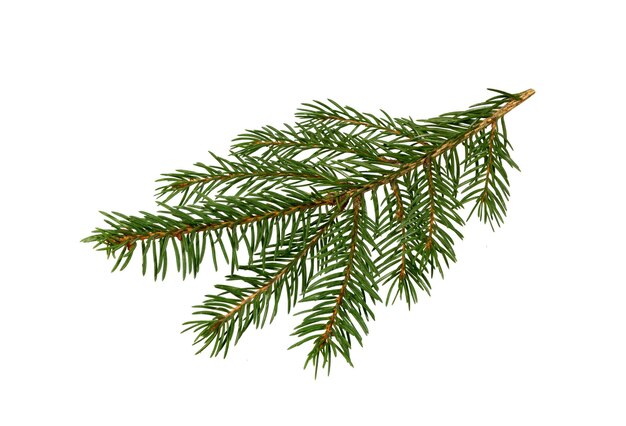 Rama de abeto aislada en un fondo blanco Rama de pino Abeto de Navidad