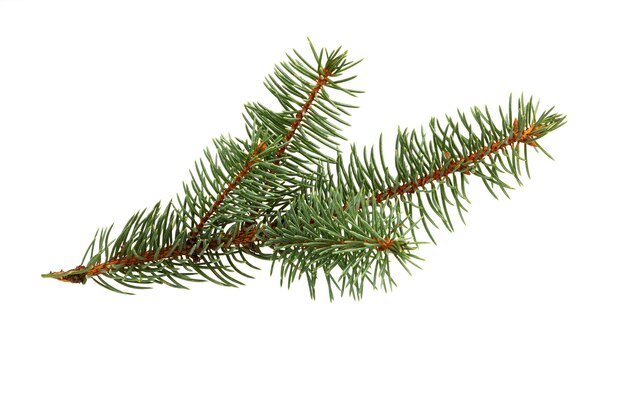 Foto rama de abeto aislado sobre fondo blanco. rama de pino. decoración navideña.