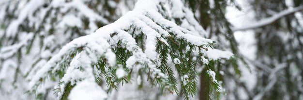 La rama de abeto del árbol de Navidad está cubierta de nieve en el bosque nevado de invierno